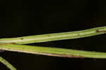 Fringed yellow star-grass